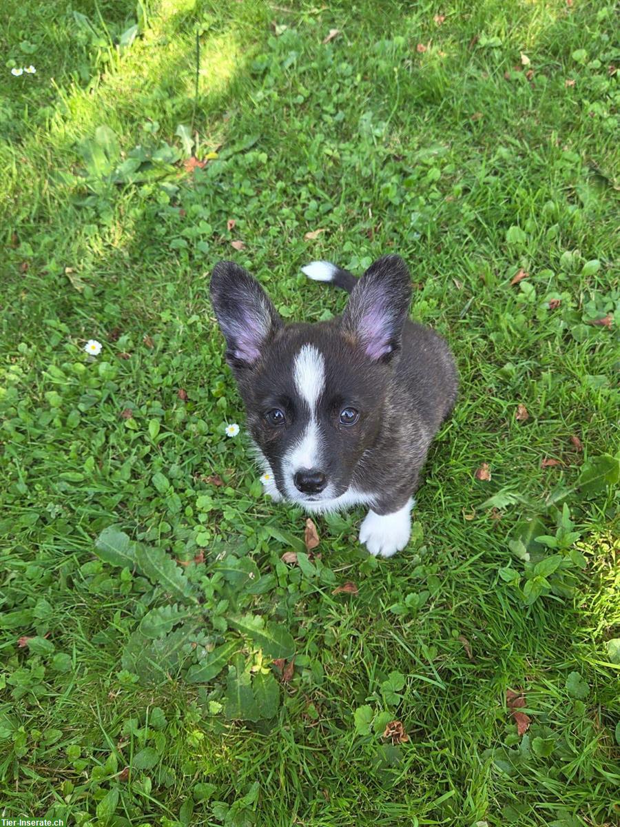 Bild 5: Welsh Corgi Welpen, männlich zu verkaufen