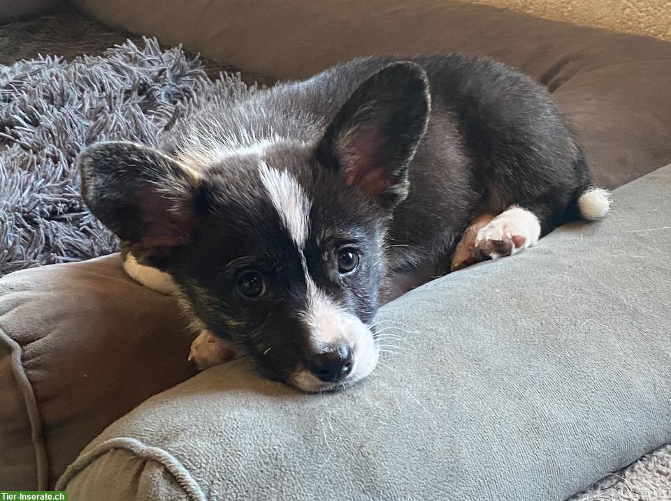 Bild 6: Welsh Corgi Welpen, männlich zu verkaufen
