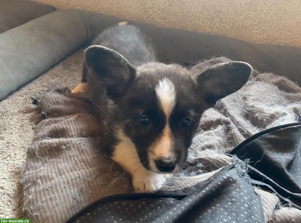 Bild 7: Welsh Corgi Welpen, männlich zu verkaufen