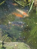 Koi Fische zu verkaufen wegen Teichauflösung