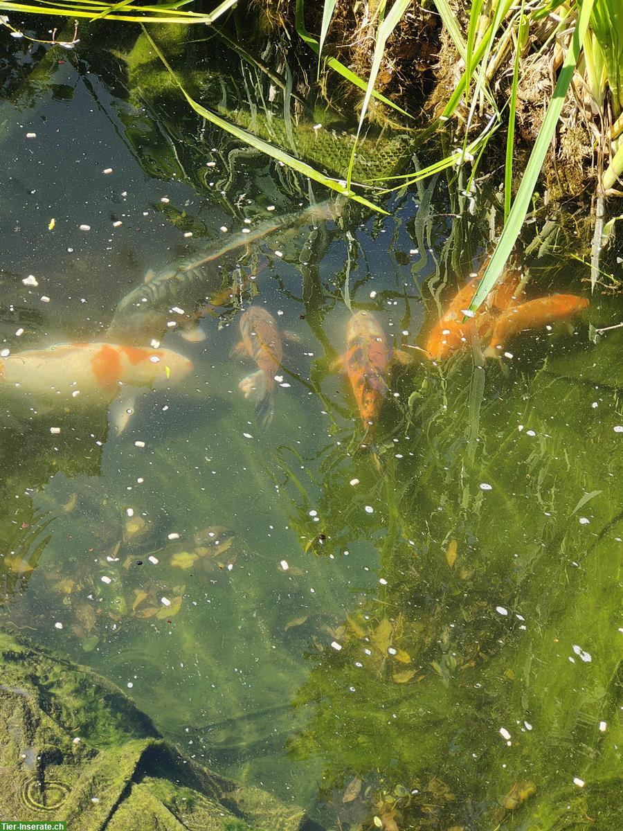Bild 2: Koi Fische zu verkaufen wegen Teichauflösung