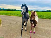 2 liebevolle Ponys zu verkaufen