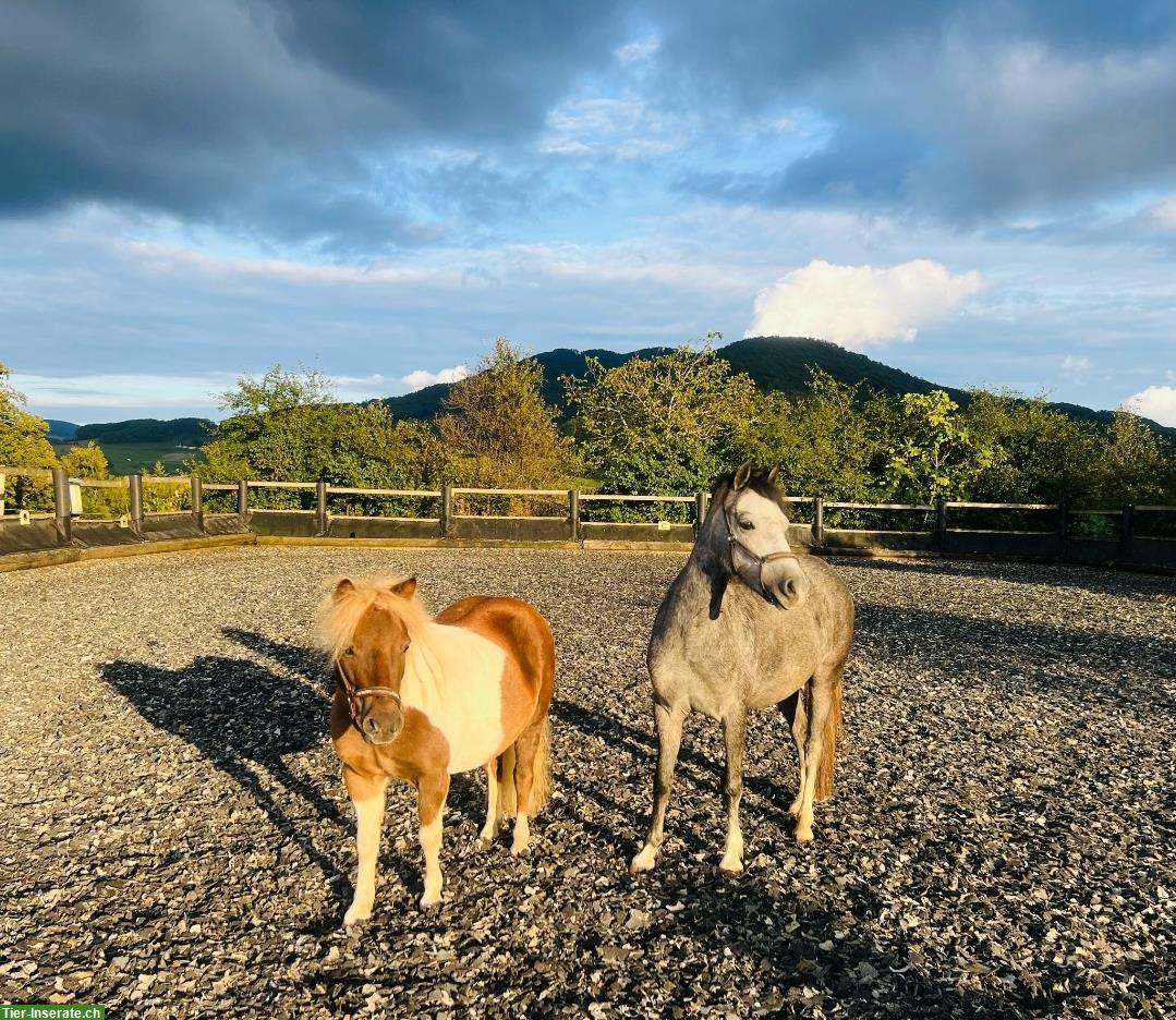 Bild 2: 2 liebevolle Ponys zu verkaufen