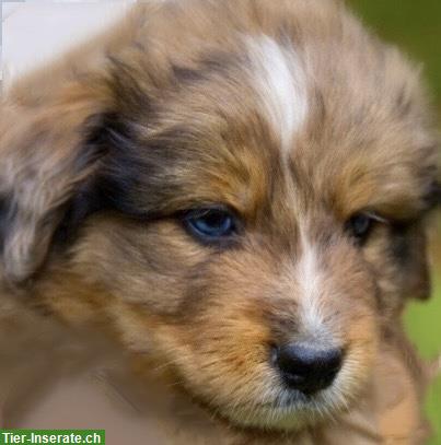 Australian Shepherd x Berner Sennenhund Mischlingswelpen