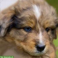 Australian Shepherd x Berner Sennenhund Mischlingswelpen