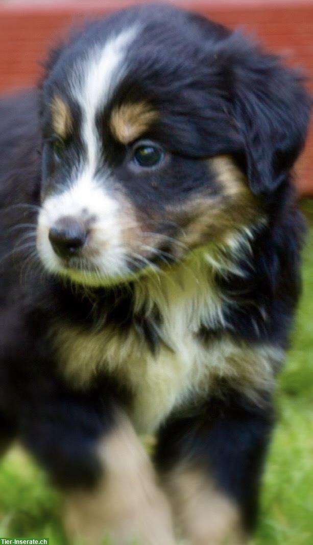 Bild 2: Australian Shepherd x Berner Sennenhund Mischlingswelpen
