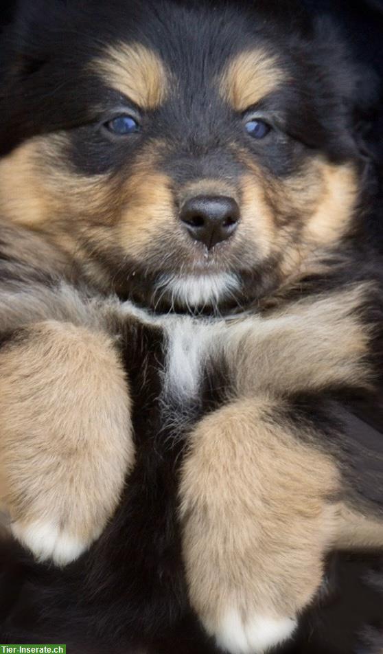 Bild 3: Australian Shepherd x Berner Sennenhund Mischlingswelpen