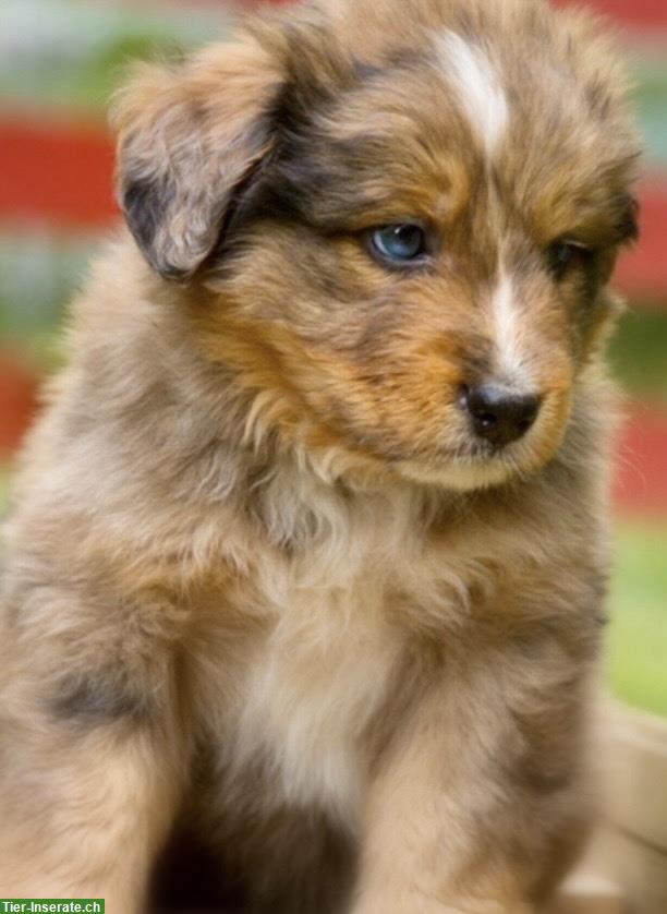 Bild 4: Australian Shepherd x Berner Sennenhund Mischlingswelpen