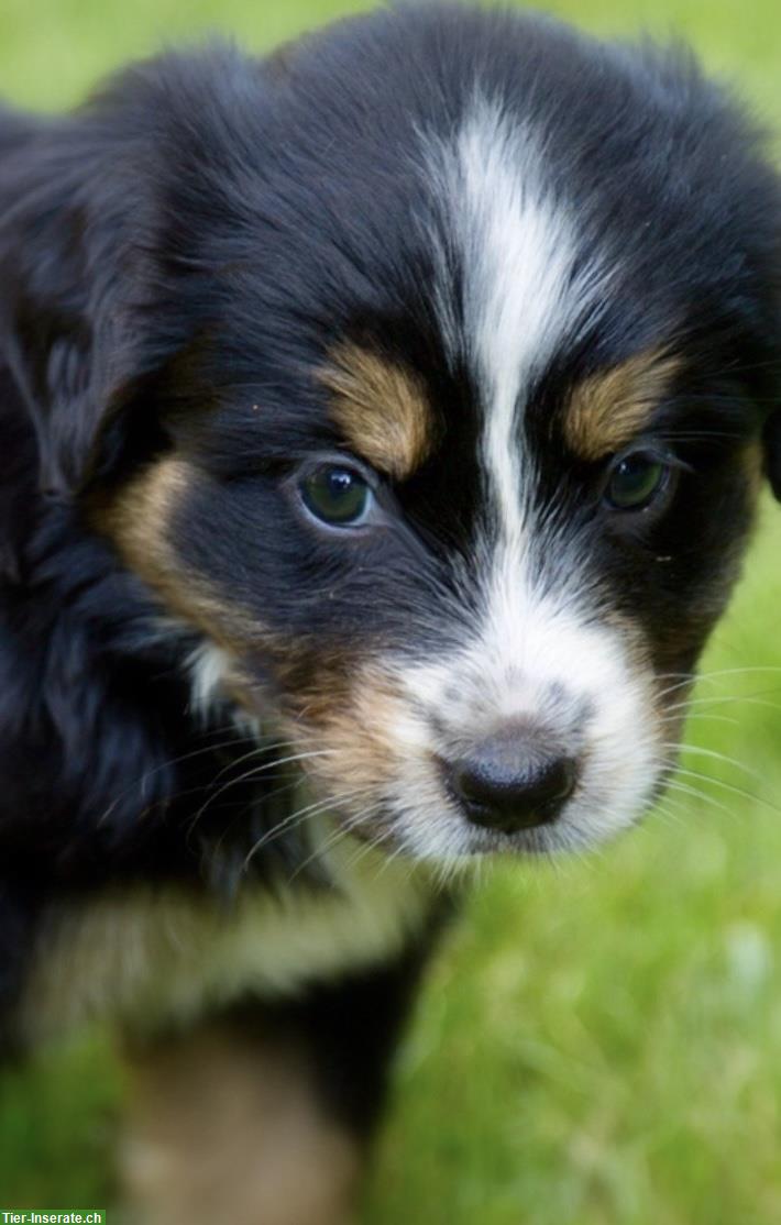 Bild 5: Australian Shepherd x Berner Sennenhund Mischlingswelpen