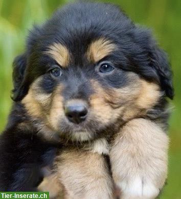 Bild 6: Australian Shepherd x Berner Sennenhund Mischlingswelpen