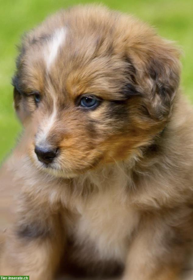 Bild 7: Australian Shepherd x Berner Sennenhund Mischlingswelpen
