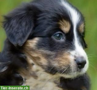 Bild 8: Australian Shepherd x Berner Sennenhund Mischlingswelpen
