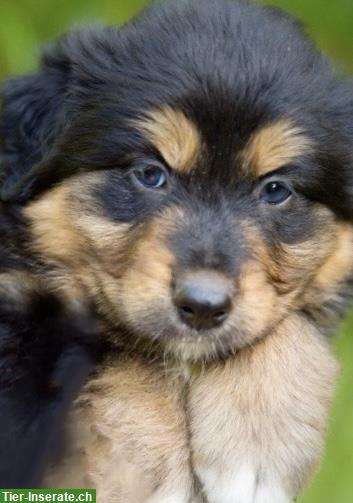 Bild 9: Australian Shepherd x Berner Sennenhund Mischlingswelpen
