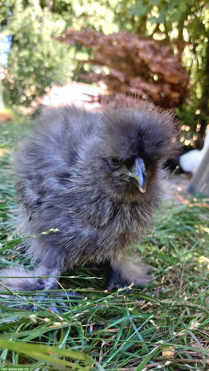 Bild 2: Junger grauer Zwergseidenhahn GRATIS abzugeben