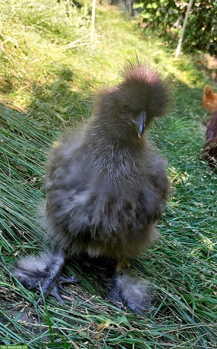 Bild 3: Junger grauer Zwergseidenhahn GRATIS abzugeben