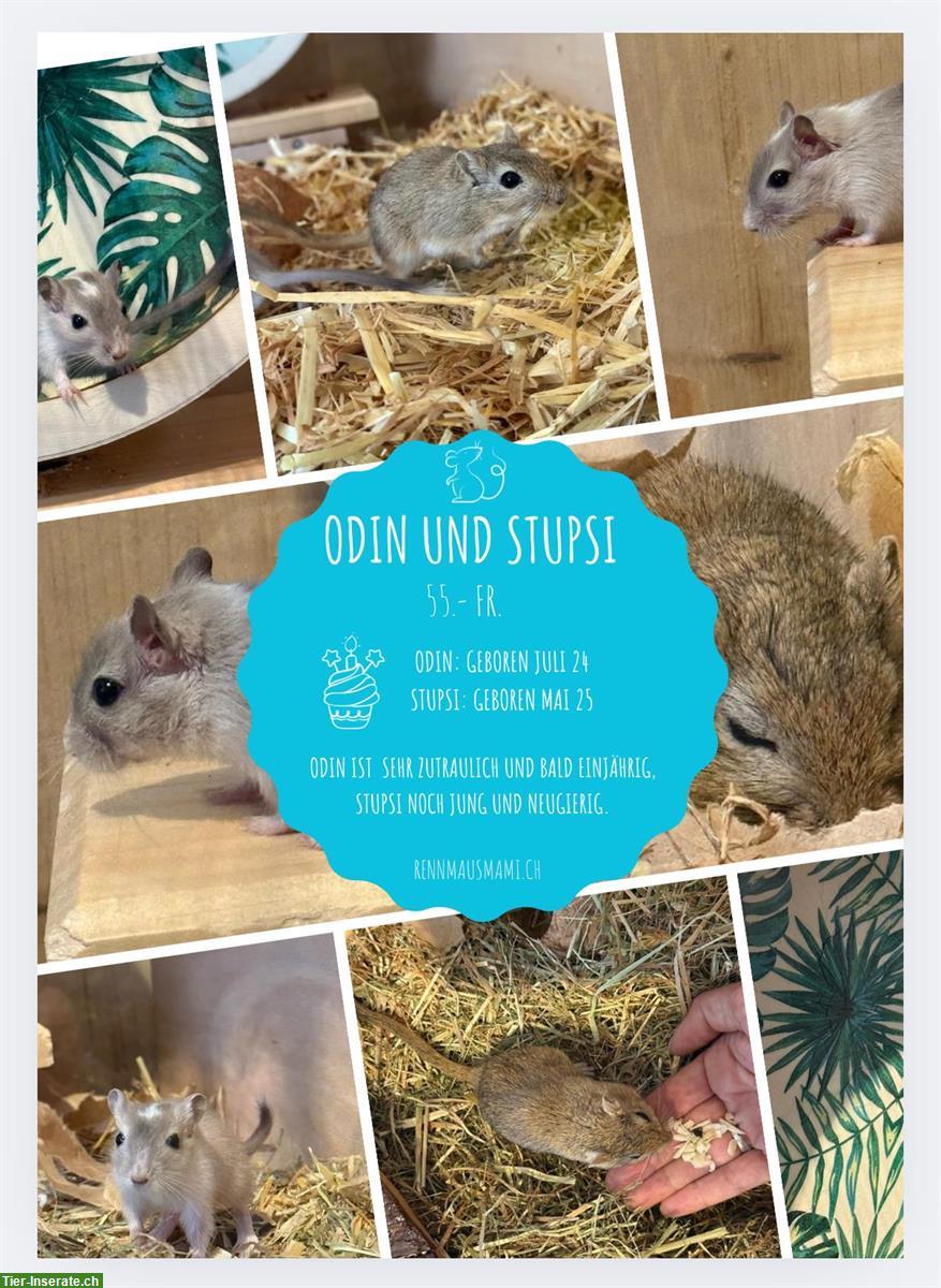 Rennmäuse Odin & Stupsi suchen ein Zuhause