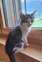 Junge Bauernhof Katzen zu verkaufen