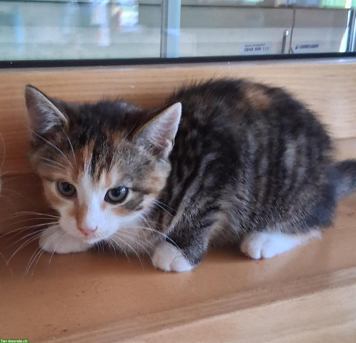 Bild 2: Junge Bauernhof Katzen zu verkaufen