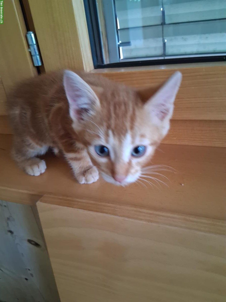 Bild 3: Junge Bauernhof Katzen zu verkaufen
