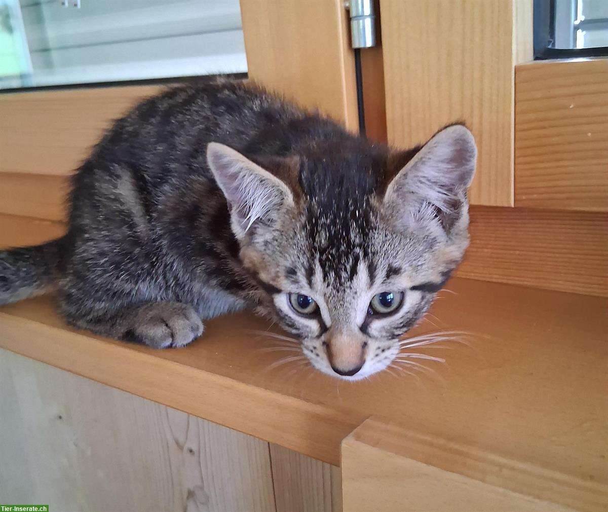Bild 4: Junge Bauernhof Katzen zu verkaufen