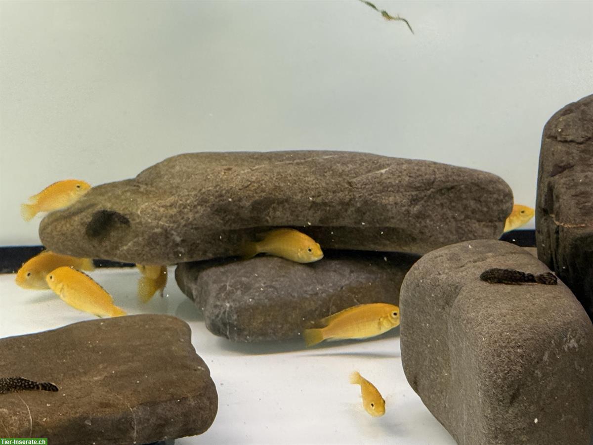 Bild 2: Malawi Yellows GRATIS abzugeben