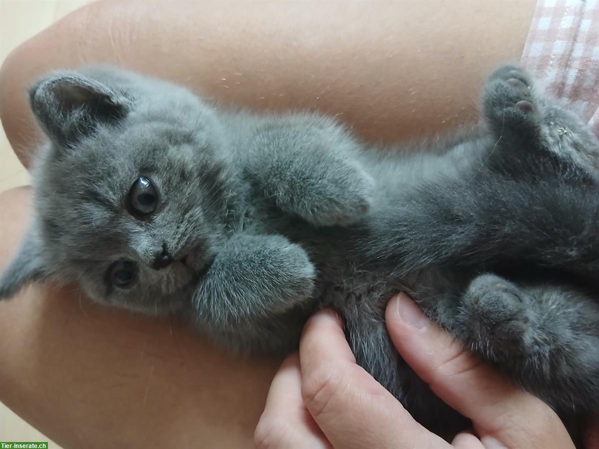 BKH Katzenbabys zu vergeben