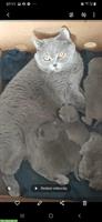 BKH Katzenbabys zu vergeben