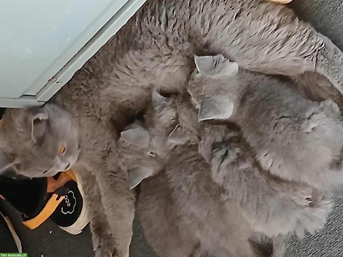 Bild 2: BKH Katzenbabys zu vergeben