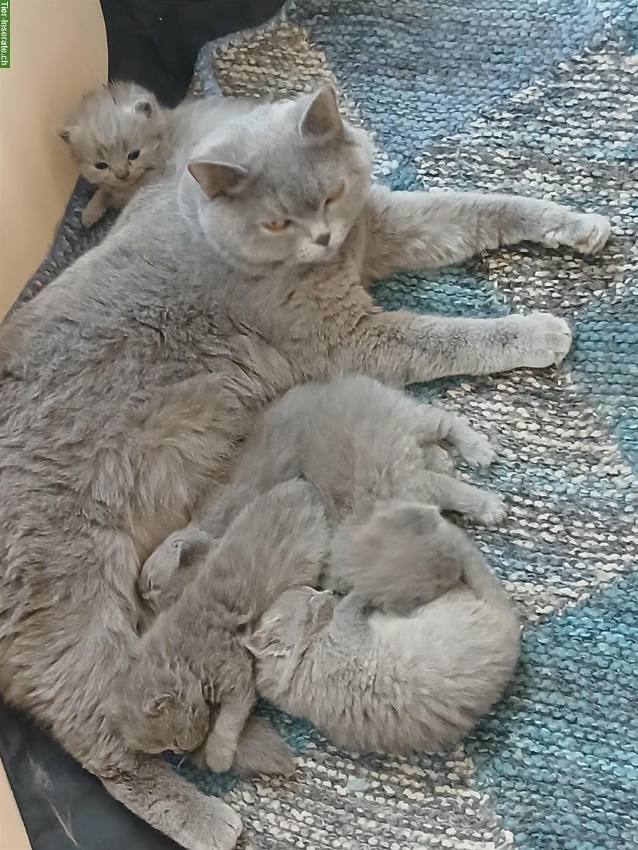 Bild 3: BKH Katzenbabys zu vergeben