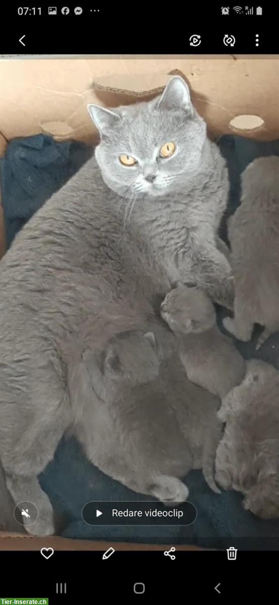 Bild 4: BKH Katzenbabys zu vergeben