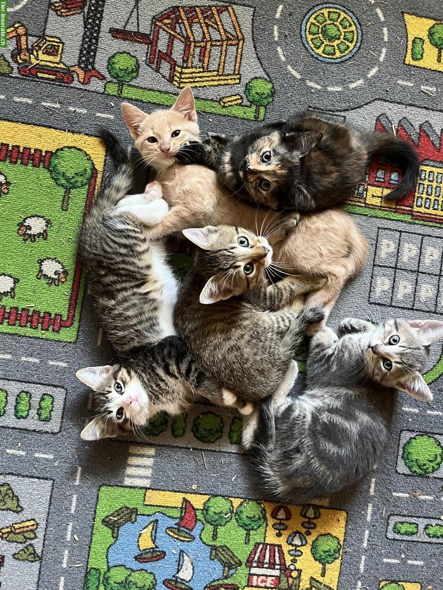 Junge Hauskatzen, stubenrein und zahm