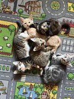 Junge Hauskatzen, stubenrein und zahm