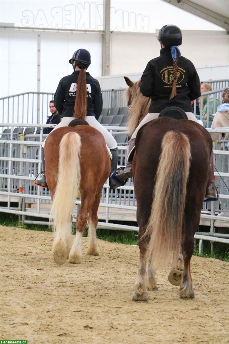 Reitbeteiligung auf 2 Schwarzwäldern in Muhen AG