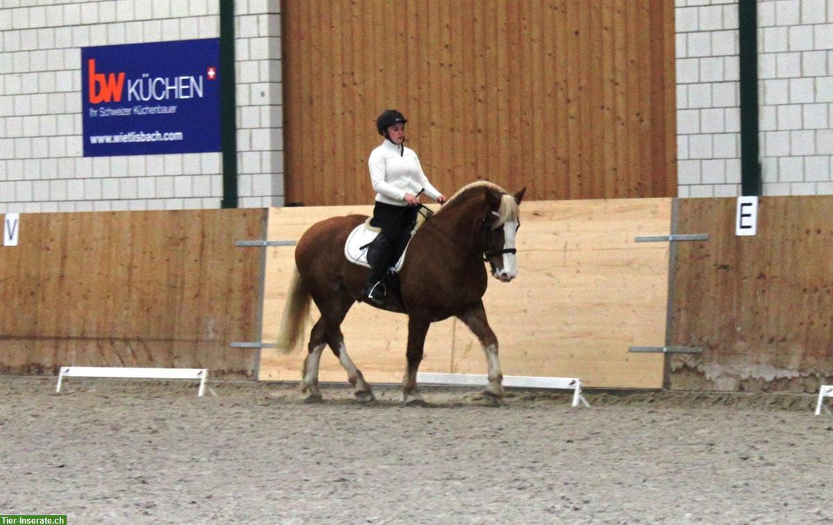 Bild 3: Reitbeteiligung auf 2 Schwarzwäldern in Muhen AG