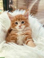 Maine Coon Kitten mit Stammbaum suchen liebes Zuhause