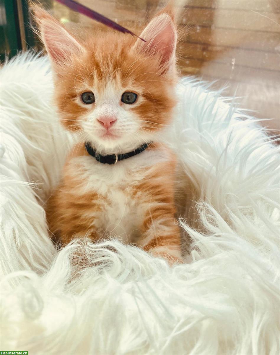 Bild 2: Maine Coon Kitten mit Stammbaum suchen liebes Zuhause