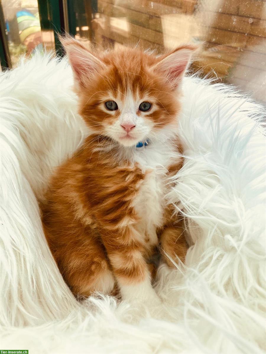 Bild 3: Maine Coon Kitten mit Stammbaum suchen liebes Zuhause