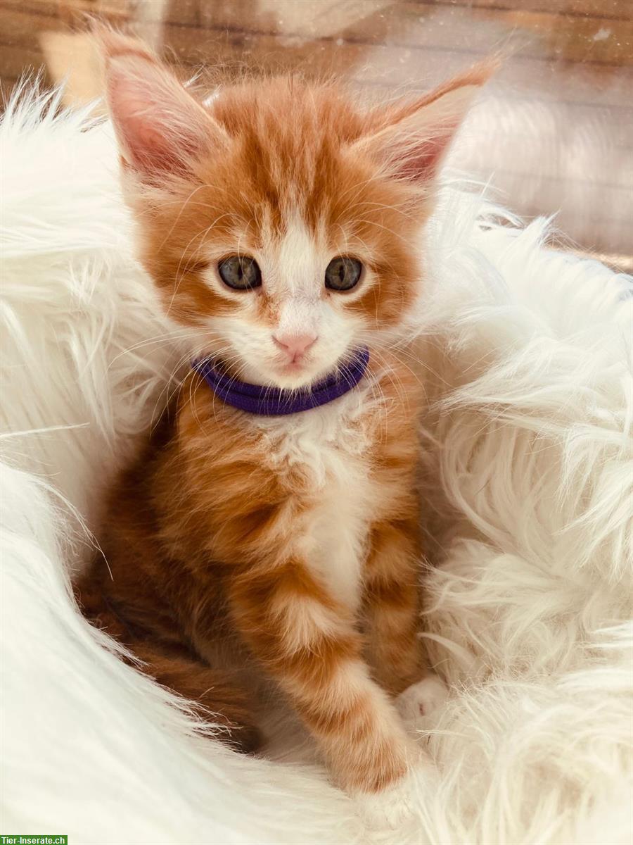 Bild 5: Maine Coon Kitten mit Stammbaum suchen liebes Zuhause