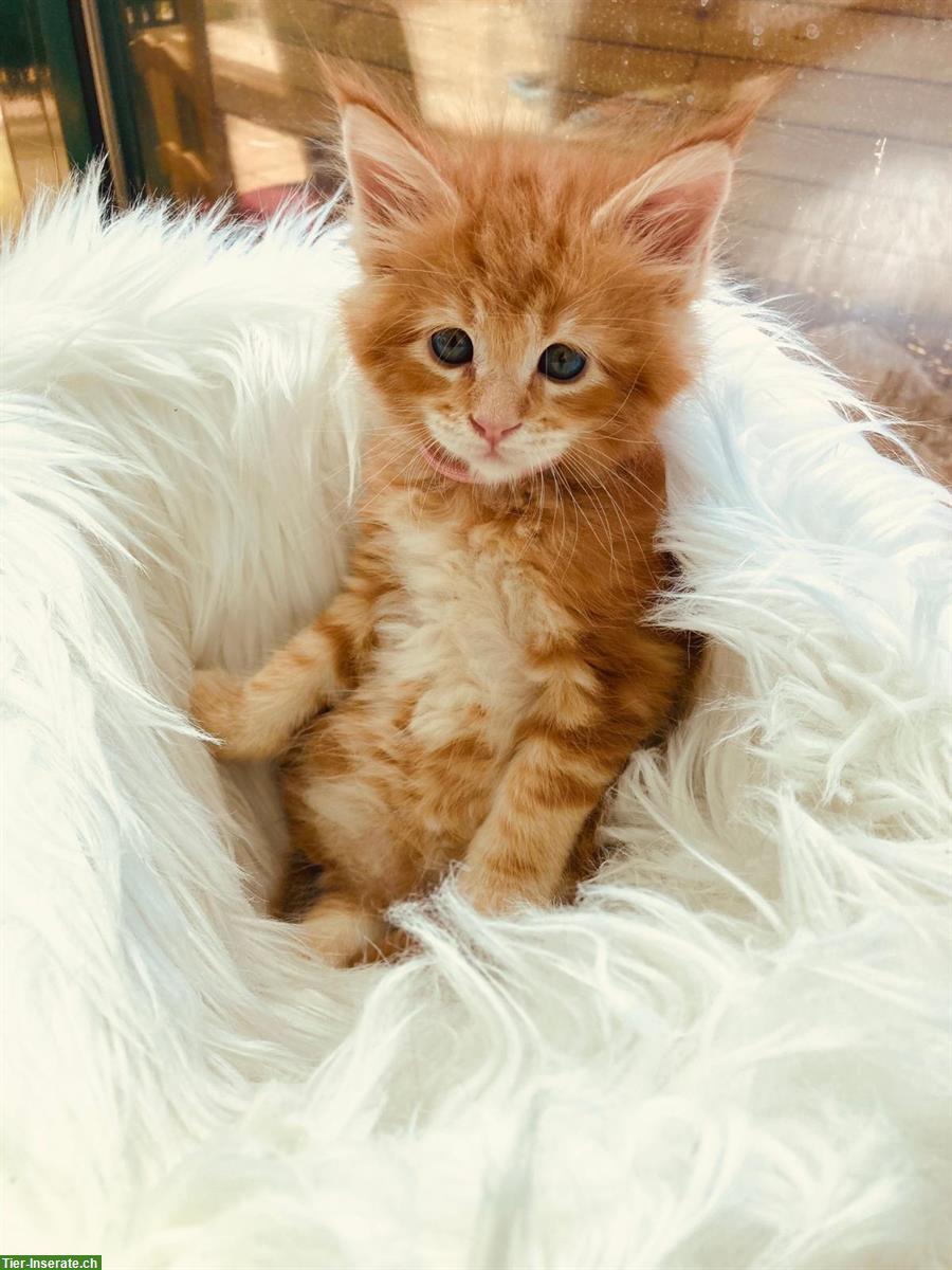 Bild 6: Maine Coon Kitten mit Stammbaum suchen liebes Zuhause
