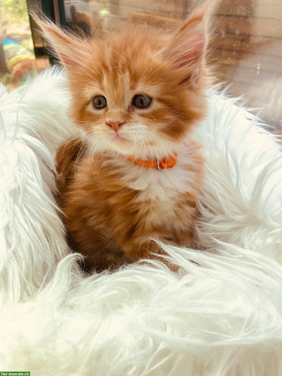 Bild 7: Maine Coon Kitten mit Stammbaum suchen liebes Zuhause