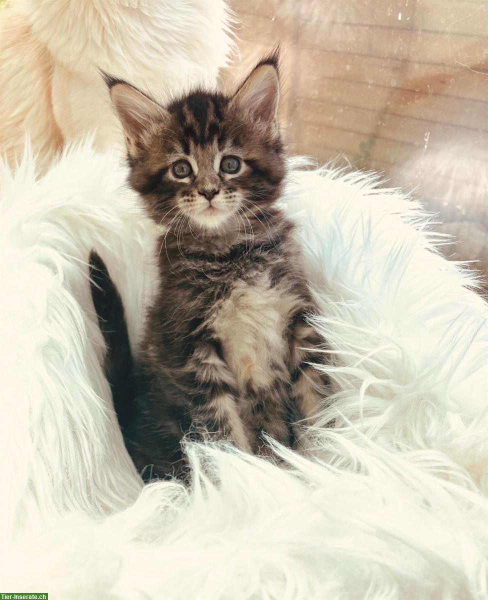 Bild 8: Maine Coon Kitten mit Stammbaum suchen liebes Zuhause