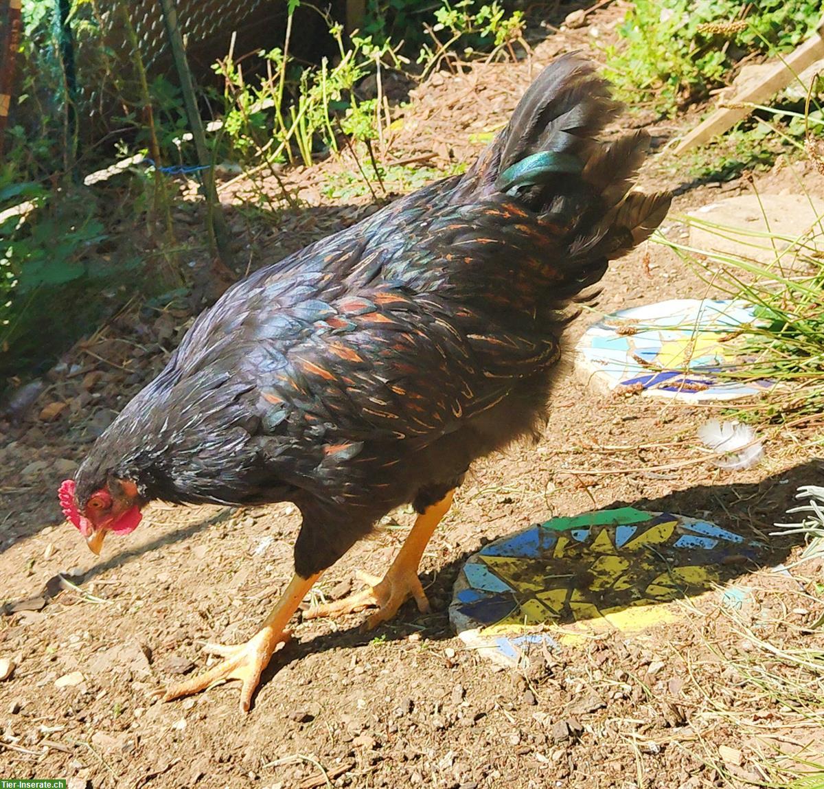 Wunderschöner junger Barnevelder Hahn GRATIS abzugeben
