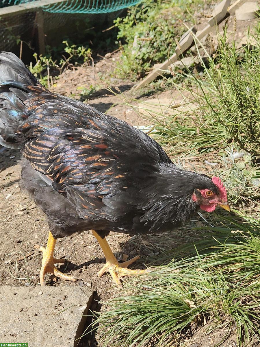 Bild 3: Wunderschöner junger Barnevelder Hahn GRATIS abzugeben