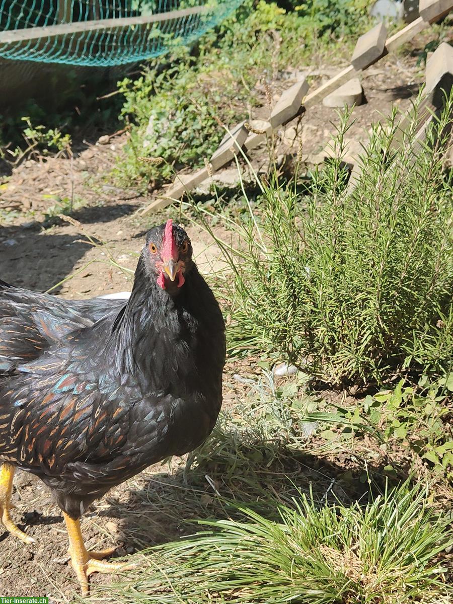 Bild 4: Wunderschöner junger Barnevelder Hahn GRATIS abzugeben