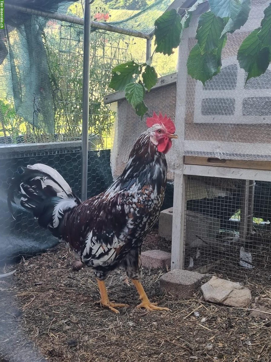 Schwedisches Blumenhuhn Hahn abzugeben