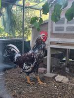 Schwedisches Blumenhuhn Hahn abzugeben