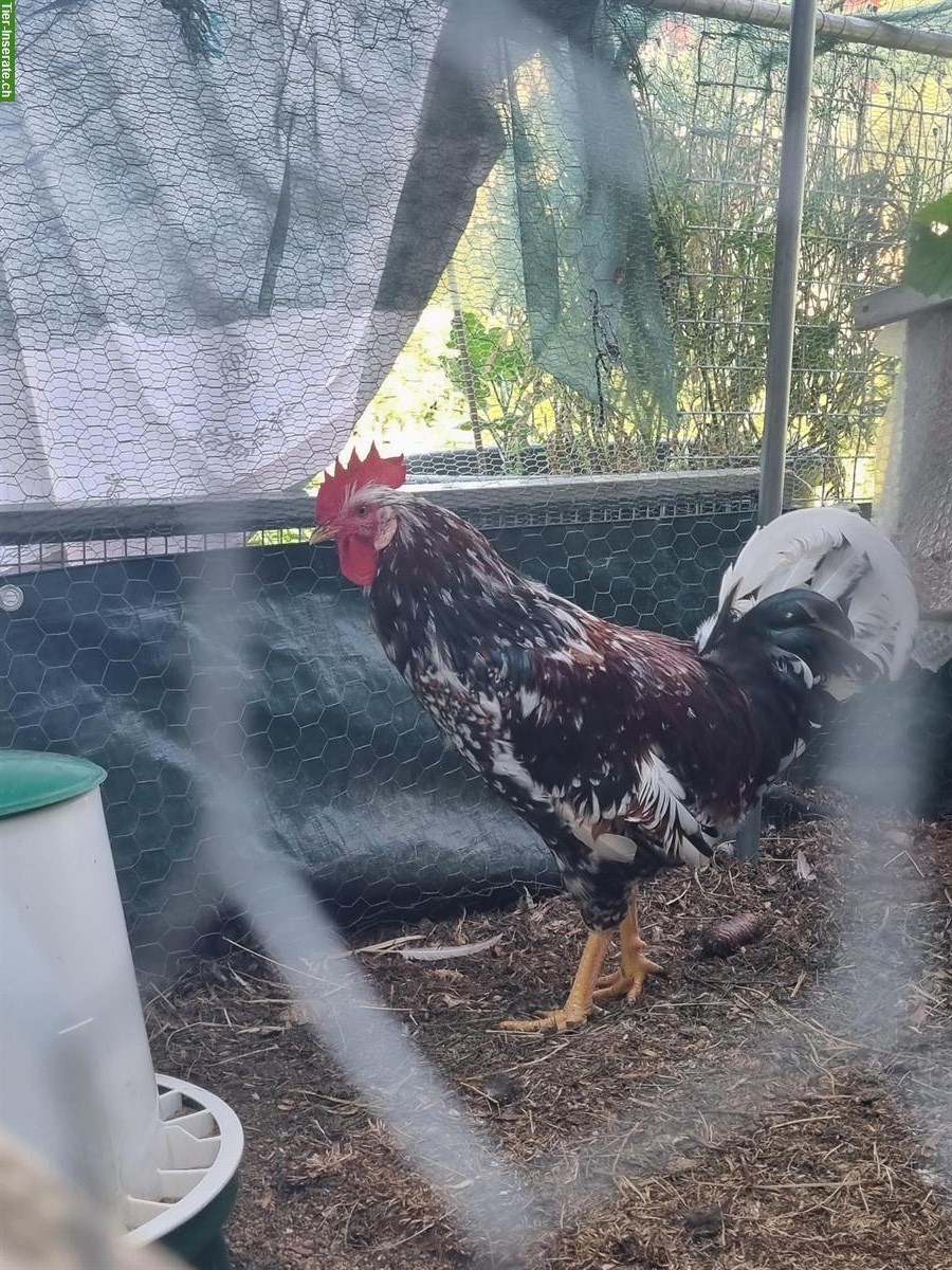 Bild 2: Schwedisches Blumenhuhn Hahn abzugeben