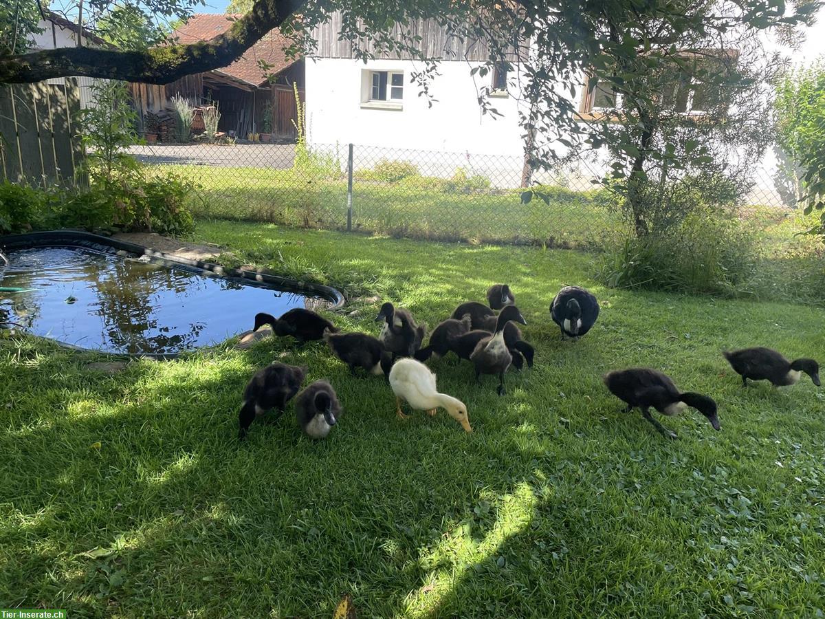 Bild 3: Pommernenten und -erpel aus Naturbrut