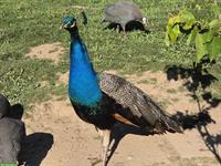 Blauer Pfau 2-jährig zu verkaufen