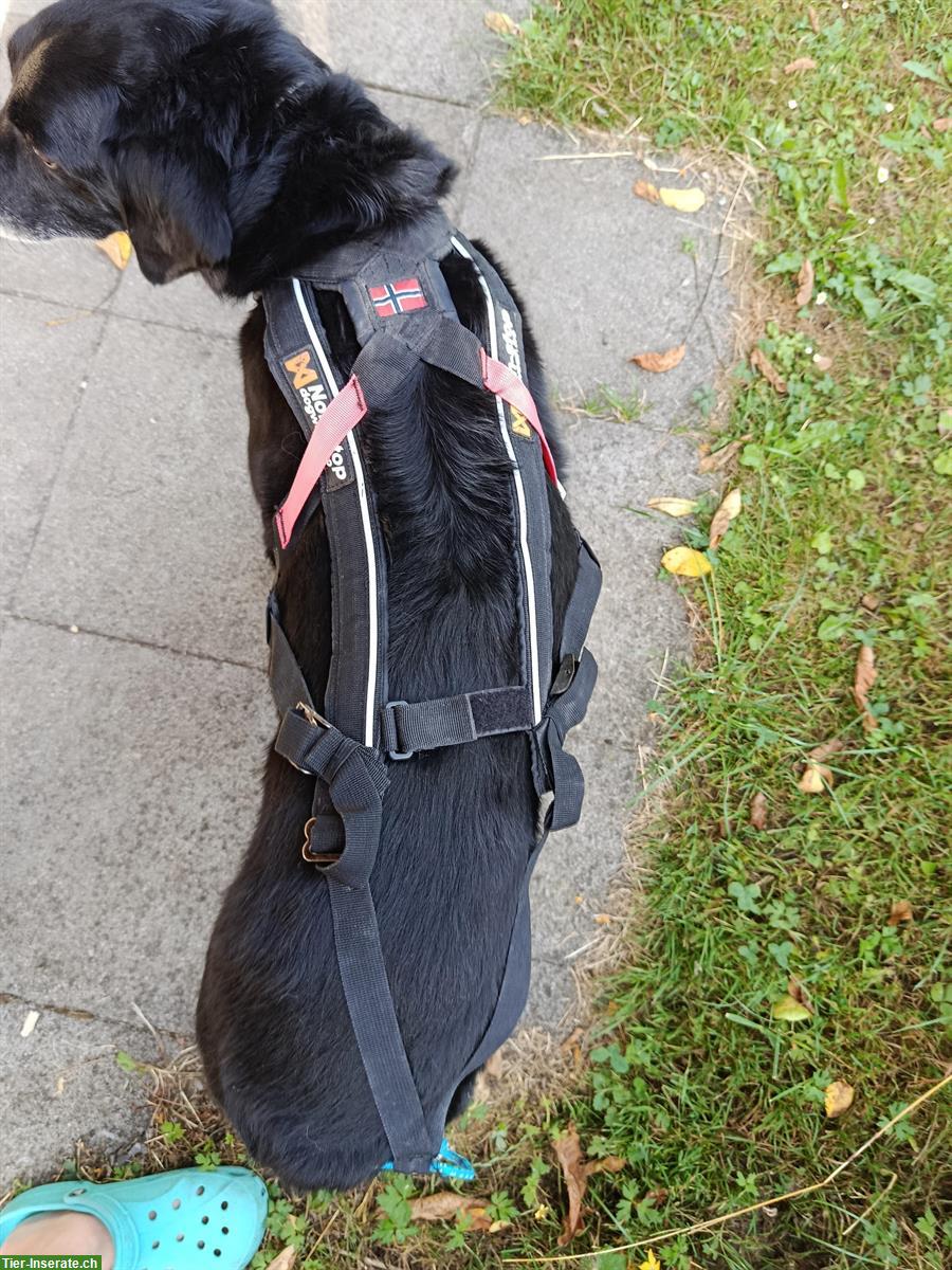 Bild 2: Non-Stop dogwear Zuggeschirr für Hunde